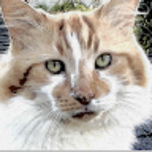 Meet your Posher, Margaret